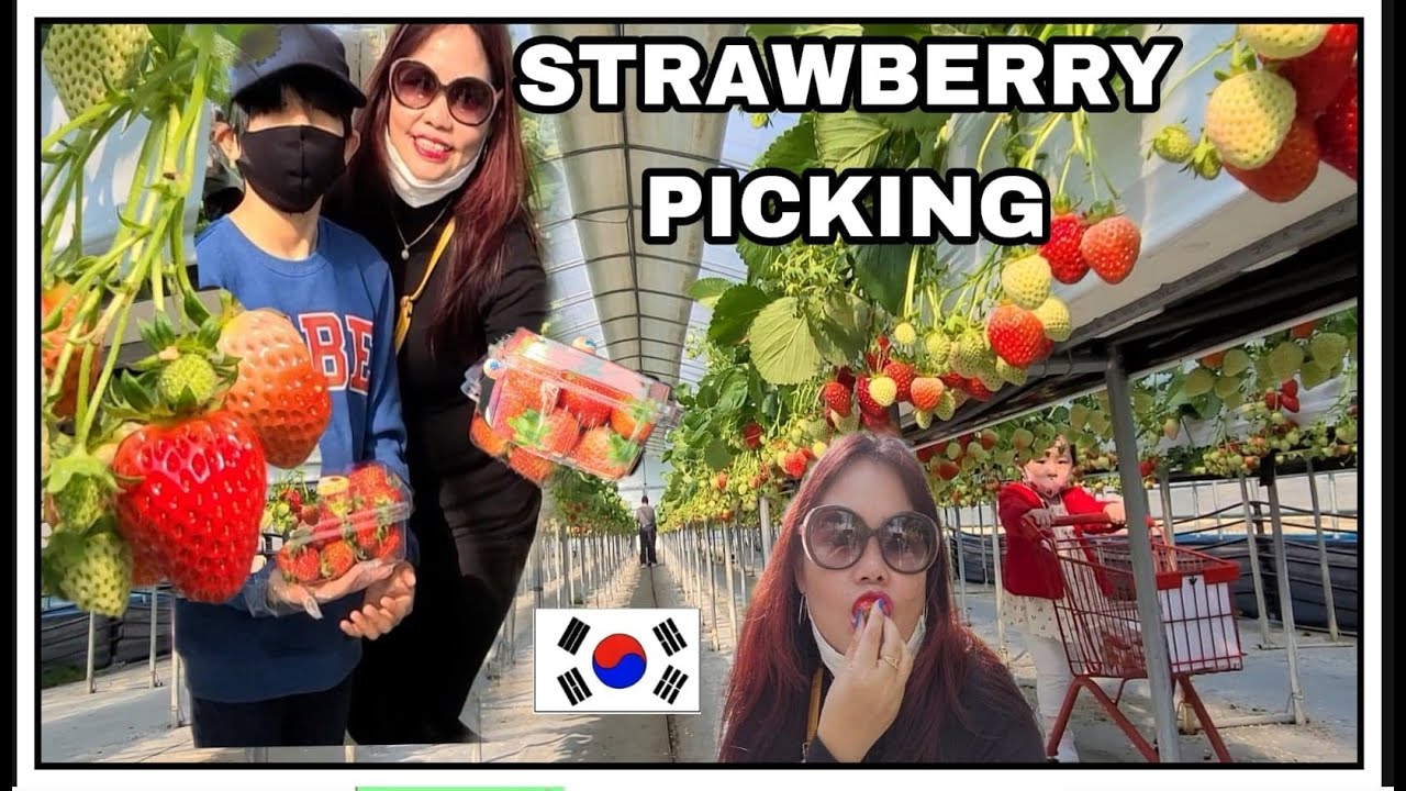 STRABERRY  PICKING IN SOUTH KOREA I GREEN HOUSE STRAWBERRY FARM TOUR I Shine Weather