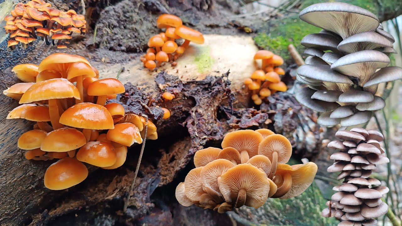 ЗОЛОТО ЗИМОВОГО ЛІСУ ✨ Фламуліна та Глива ВРАЖАЮТЬ! 🍄❄️