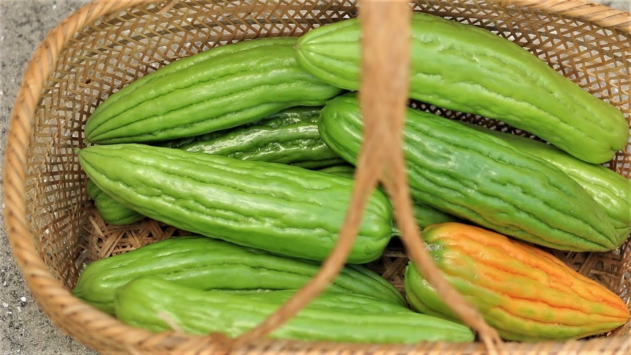 Прямая и обрезка горькой дыни, аккуратный и продуктивный способ!