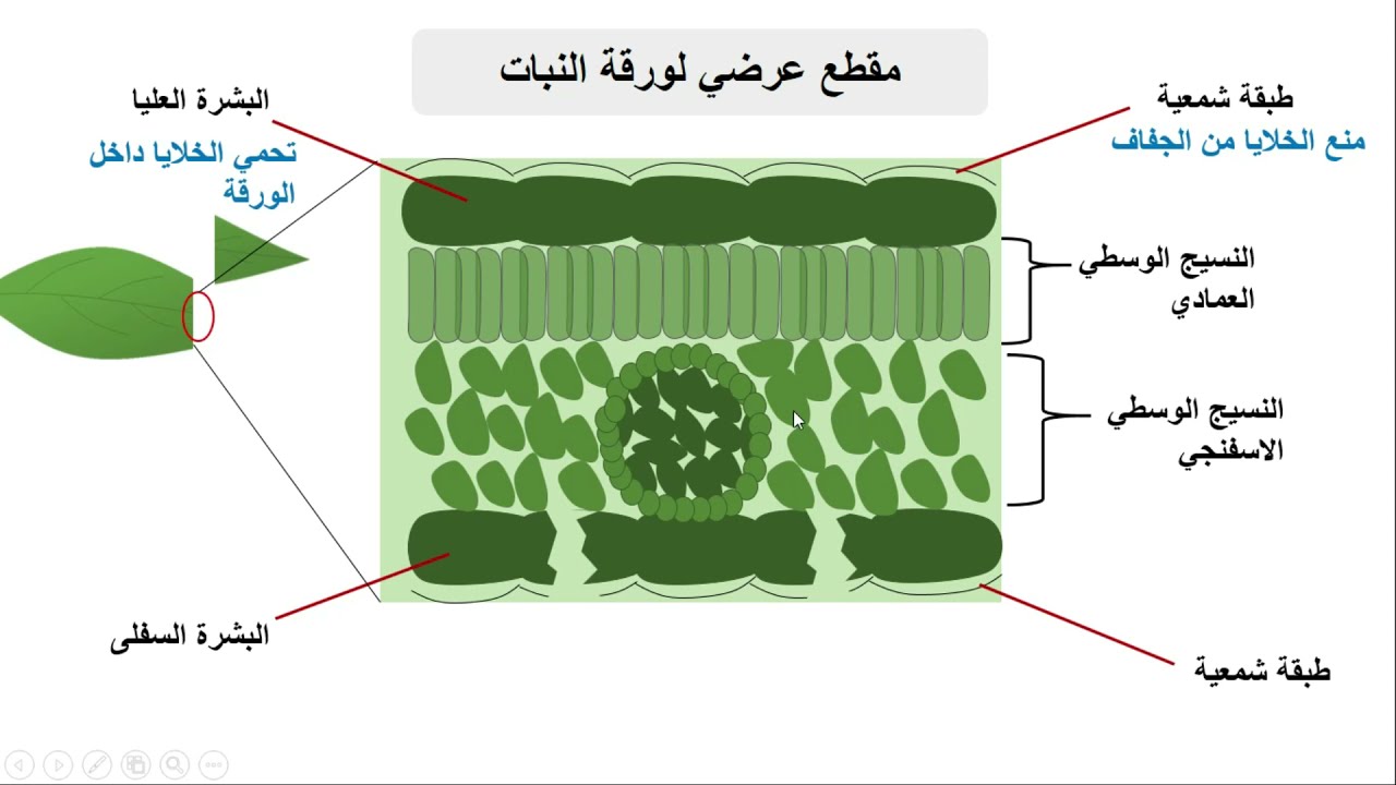 اوراق النباتات