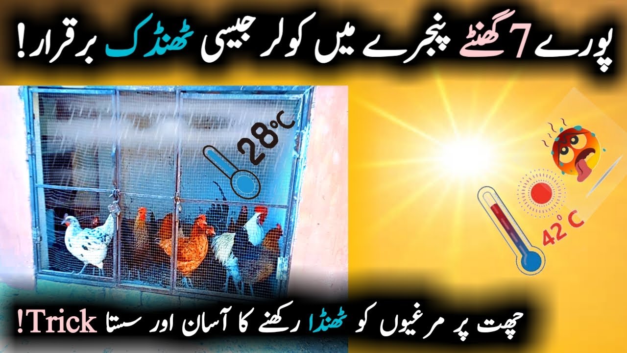 How to keep rooftop chicken cool in summer? || Garmio mein murghio ko thanda kesy rakhy?