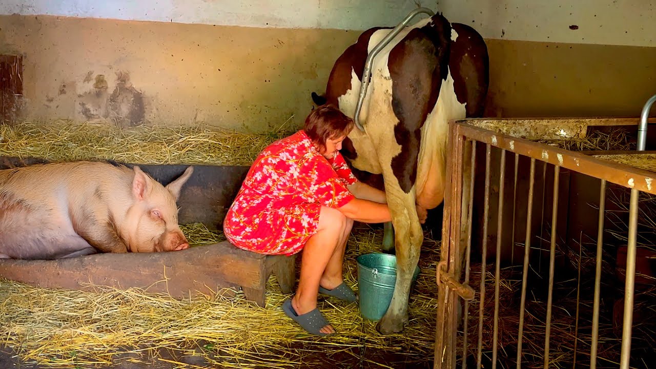 Summer Farm Chores in a Ukrainian Village | Family, Animals & Tractor Work