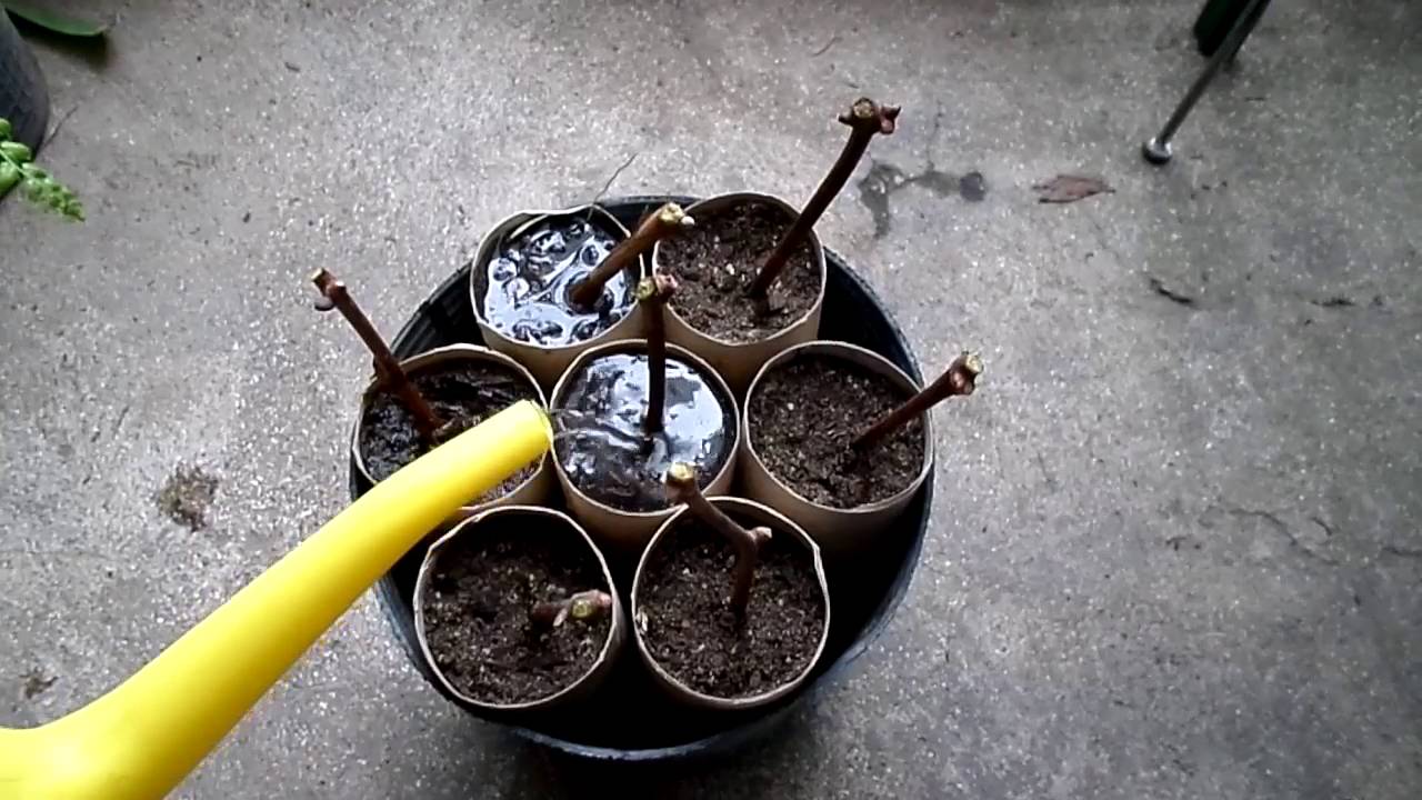Reproducción de plantas por esquejes/gajos leñosos y semileñosos