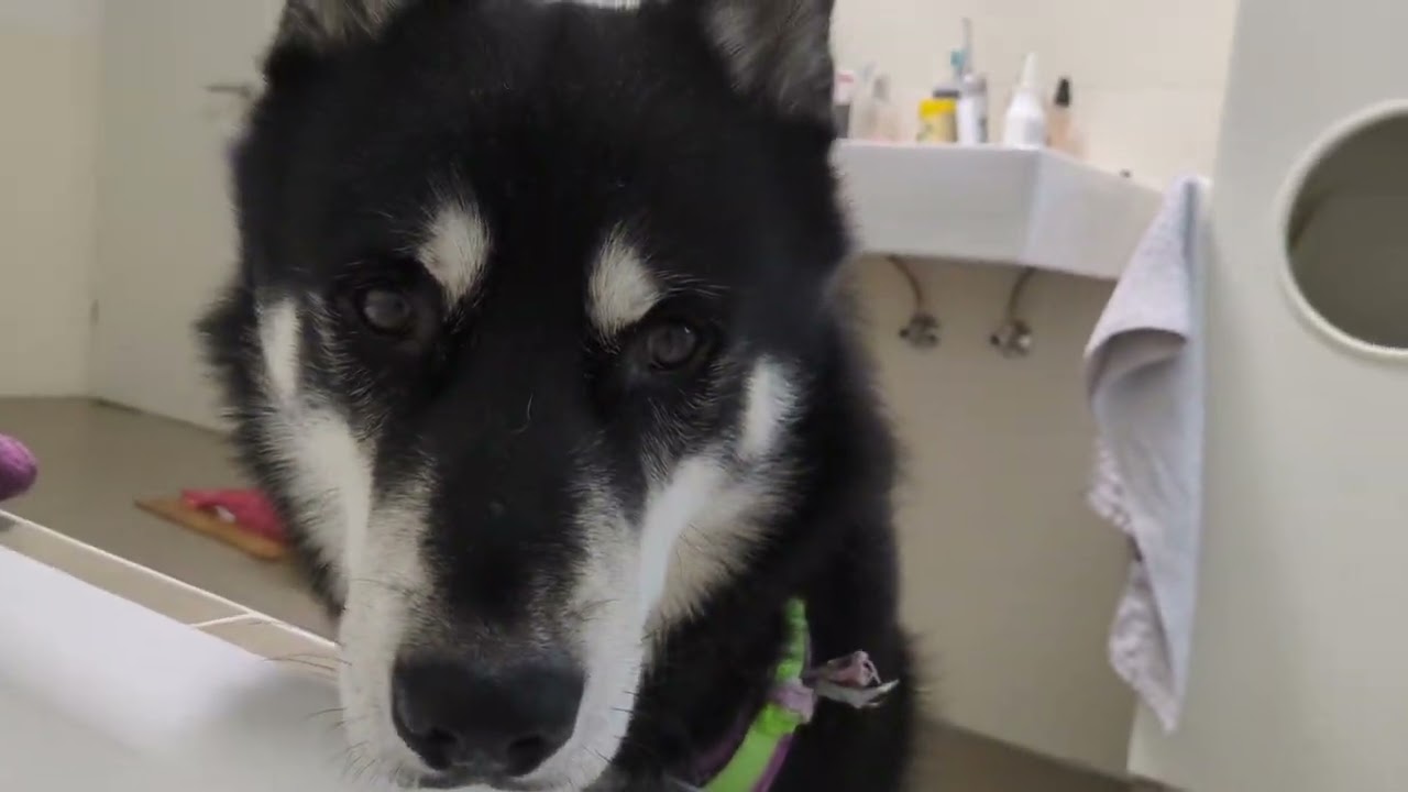 Husky im Bad 💙 | 🐺 Husky Goraidh 🐾