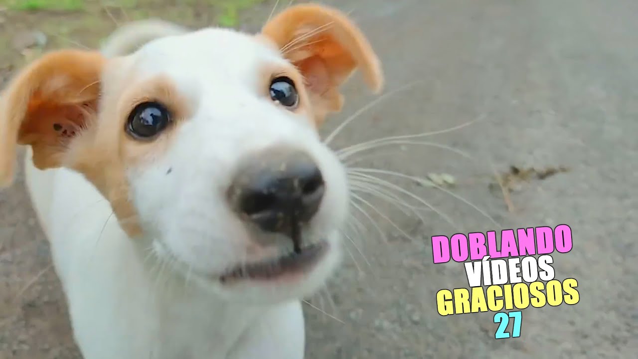 DOBLANDO V&Iacute;DEOS GRACIOSOS 27