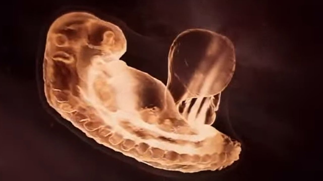 Anti-Abortion Group Helps MANDATE Misinformation Video In Schools #TYT