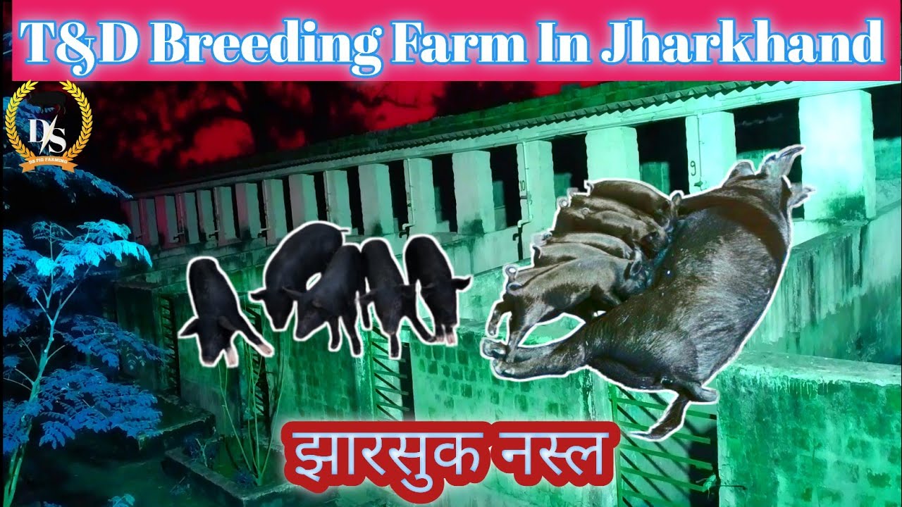 T&D Breeding farm in jharkhand 