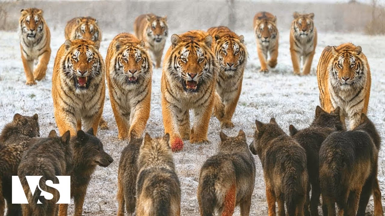 EEN JAAR IN SIBERIË | Twaalf Maanden Van IJs, Honger En Dierlijke Overleving - Dierendocumentaire