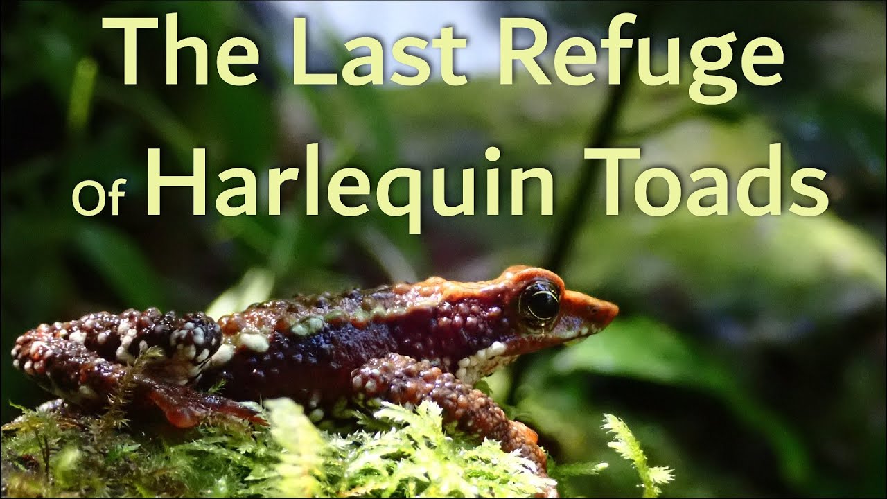 The Last Refuge of Harlequin Toads - The Atelopus Survival Initiative (ASI)