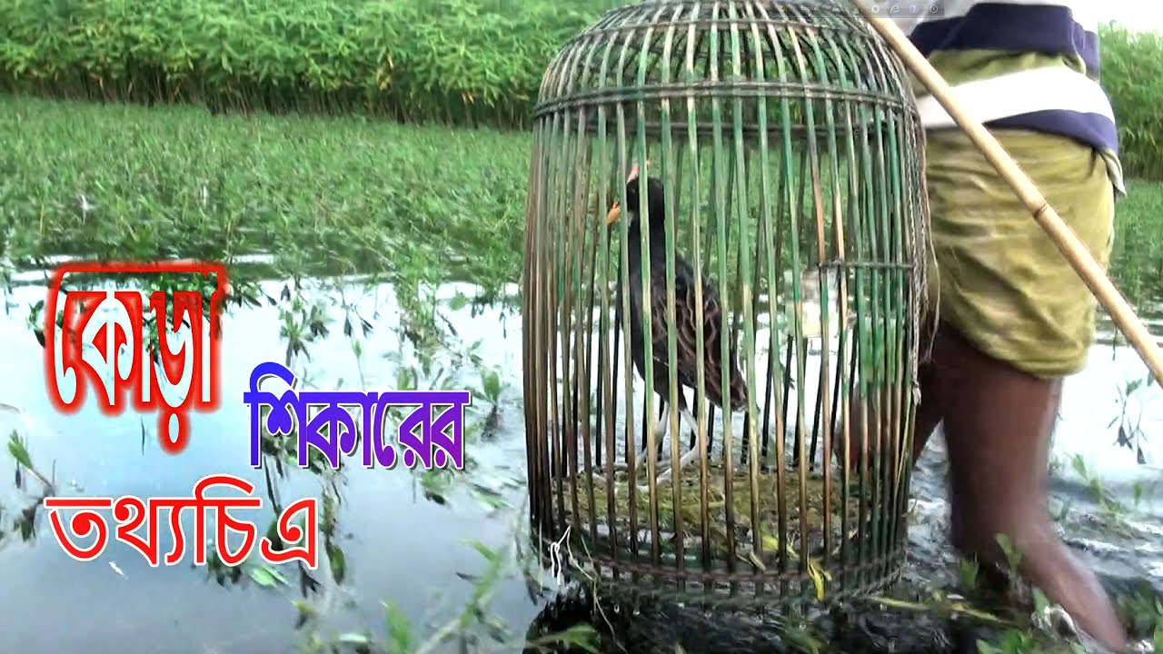 Surprised water Cock Bird Hunting/লড়াকু কোড়া পাখীর যুদ্ধ ও শিকারীর কোড়া পাখী শিকার/Bird Hunting trap