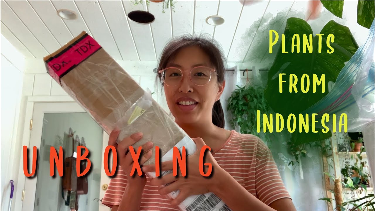 Indonesia Plant Import | Rare Plant Haul