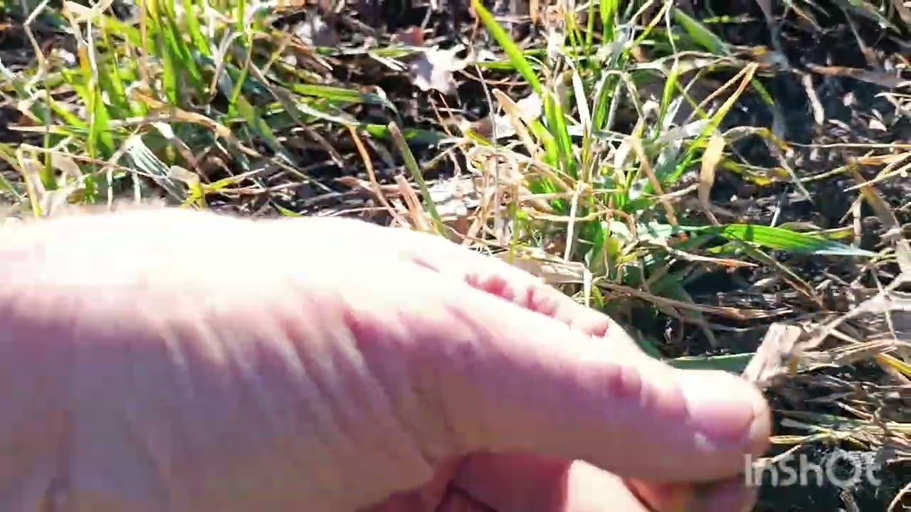 Перше підживлення озимої пшениці 2026