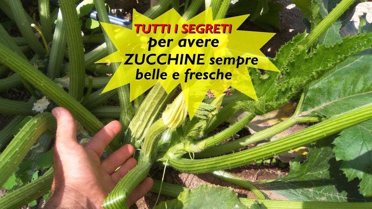 TUTTI I SEGRETI PER AVERE ZUCCHINE SEMPRE BELLE E FRESCHE