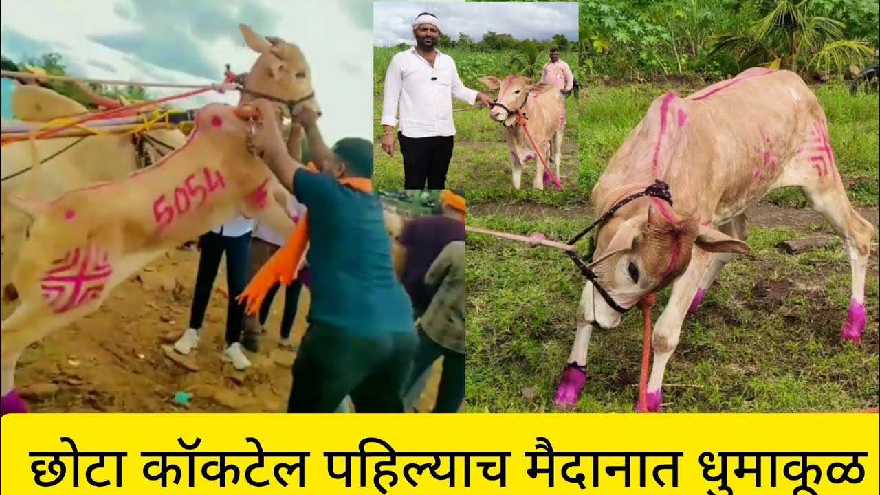 आठ महिन्याचा कॉकटेल पहिल्याच मैदानात लोकांची गर्दी जबरदस्त पळ गट पास