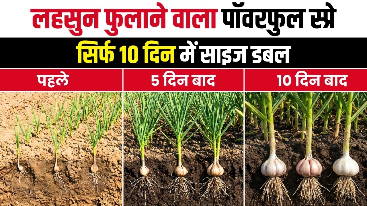 लहसुन का कंद मोटा कैसे करें? ये स्प्रे डालते ही 10 दिन में बम्पर साइज