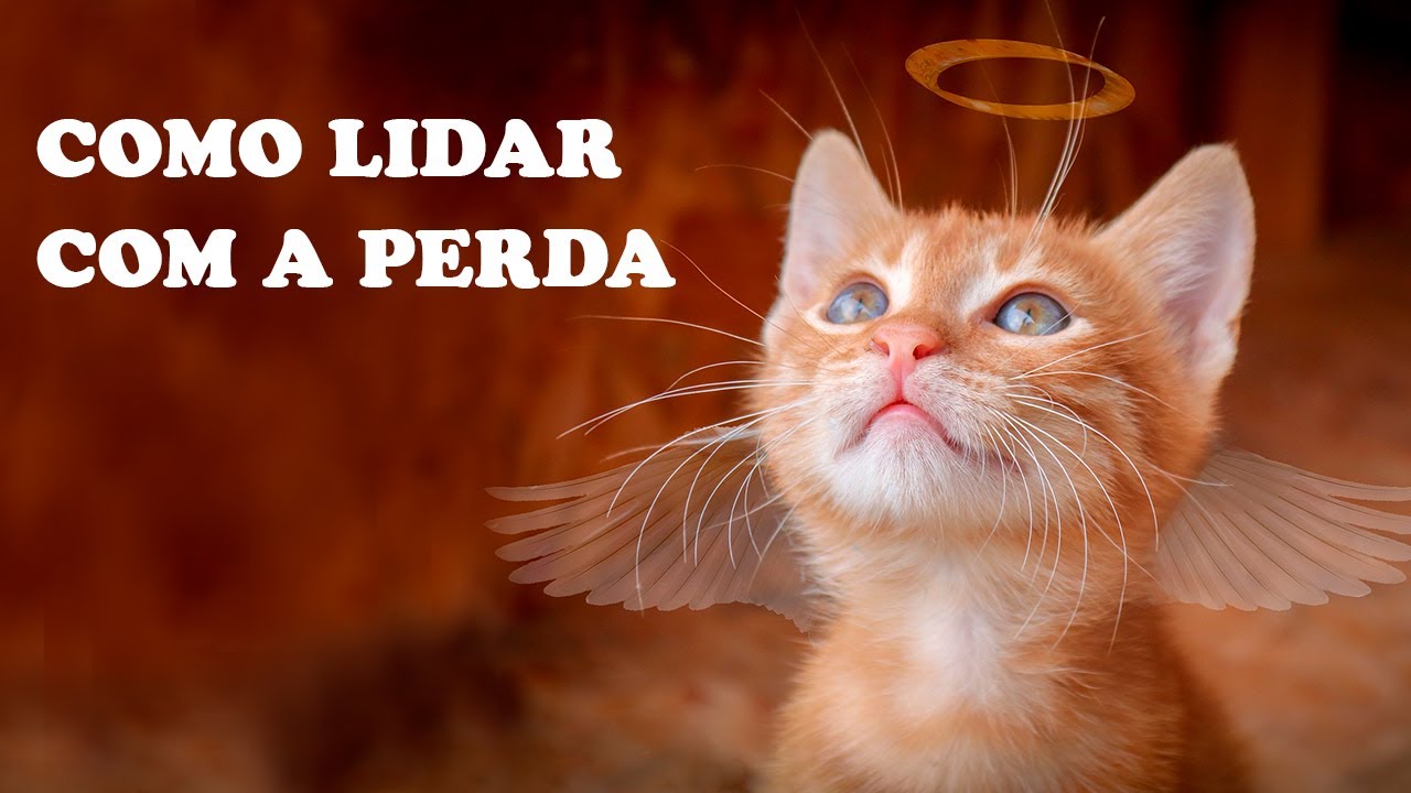 COMO LIDAR COM A PERDA DE UM PET