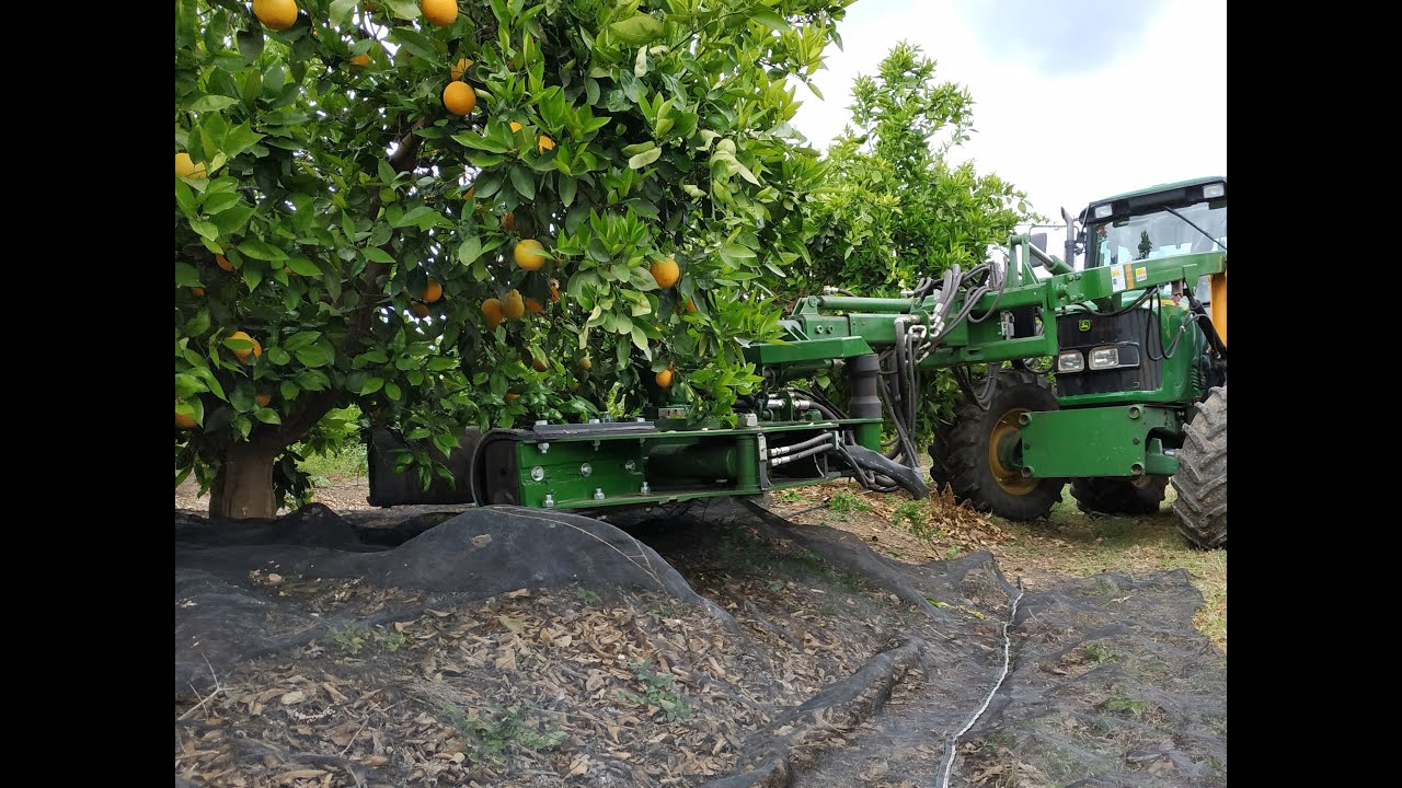 GO Citrustech. Recolección mecanizada de cítricos con vibradores de troncos. Citrus