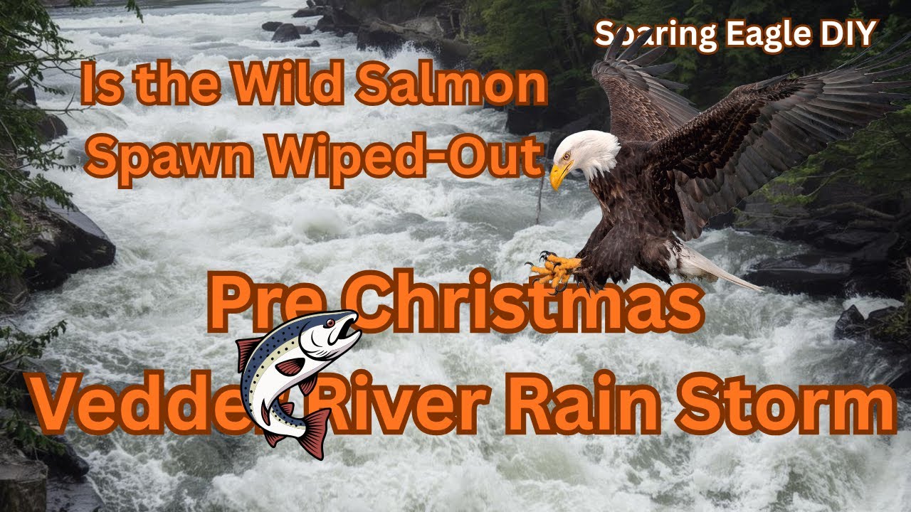 Chilliwack Rain Storm- Vedder River High Water - Wipes out Wild Salmon Spawning Beds