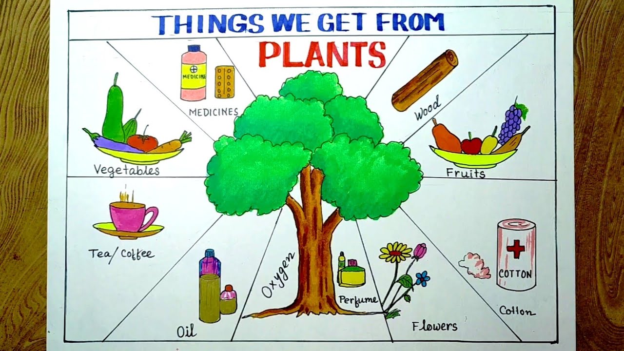 Things we get from plants drawing/Things we get from trees drawing easily for beginners