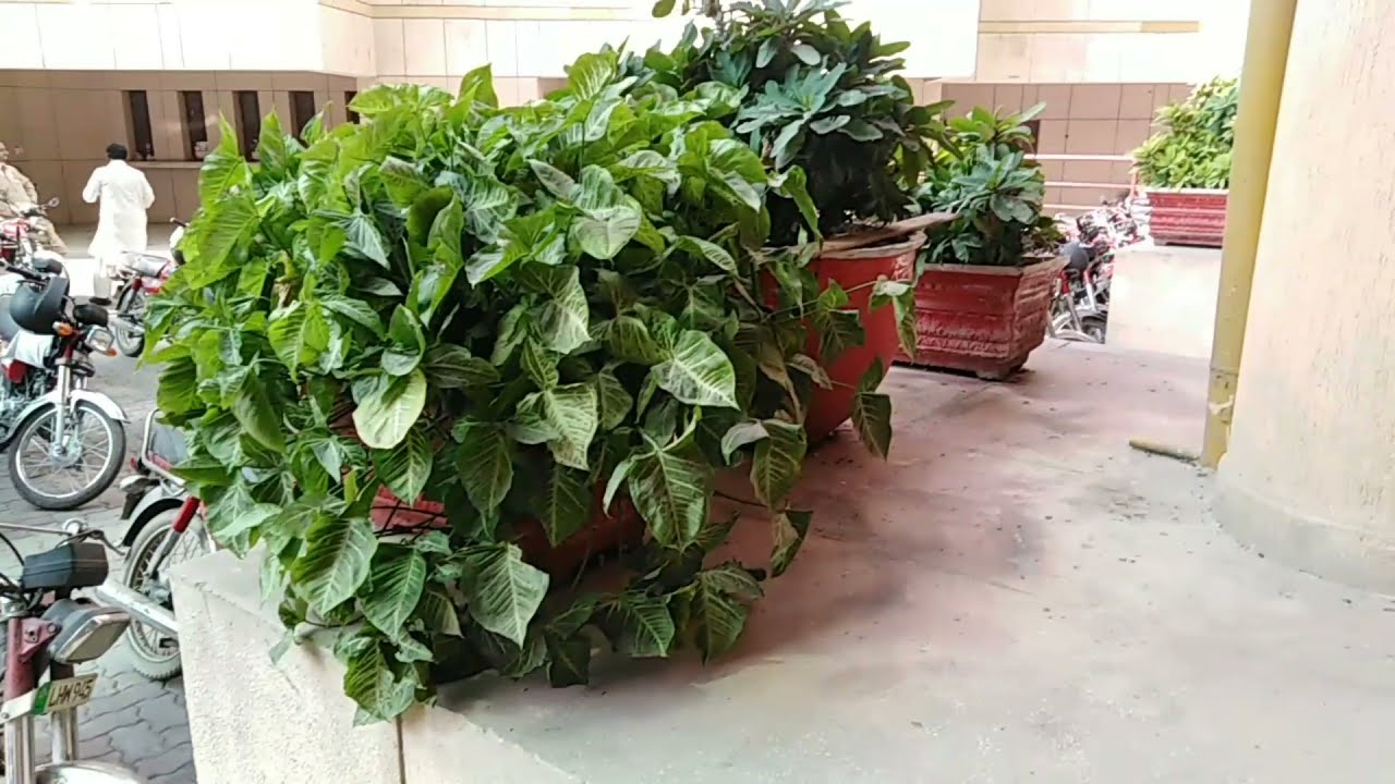 Going to Lahore visit to Lahore board office ' Larnce Garden
