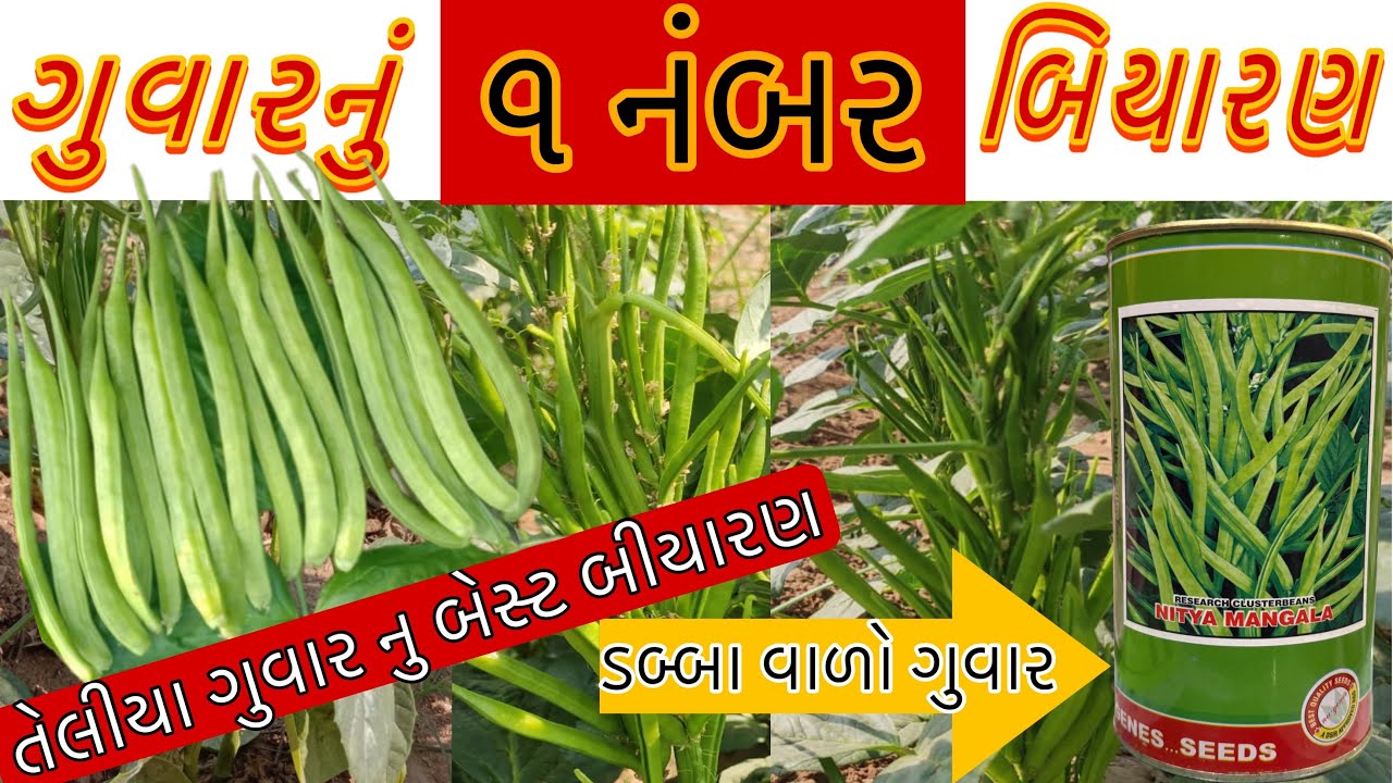 ગુવારનું બેસ્ટ બીયારણ #ડબ્બા વાળો ગુવાર #ગુવાર માંગળા #સ્વાતિ 222+ #નીલમ 51 #ખરહટ ગુવાર