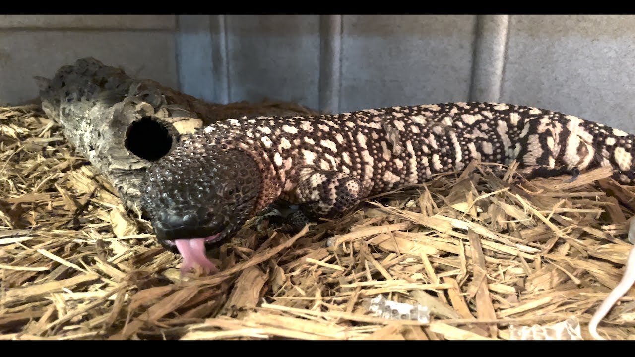 VENOMOUS LIZARD SPA DAY!!!! BEADED LIZARDS AND PROPER CARE