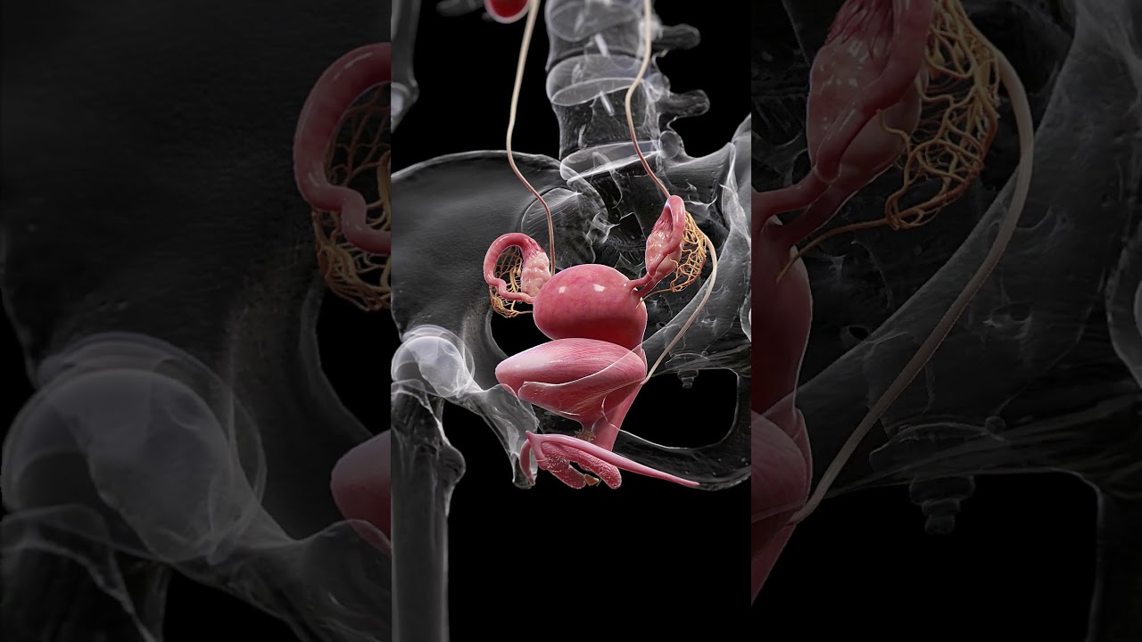Understanding the Uterus, Bladder, and Ovaries  #anatomy #meded #3danimation