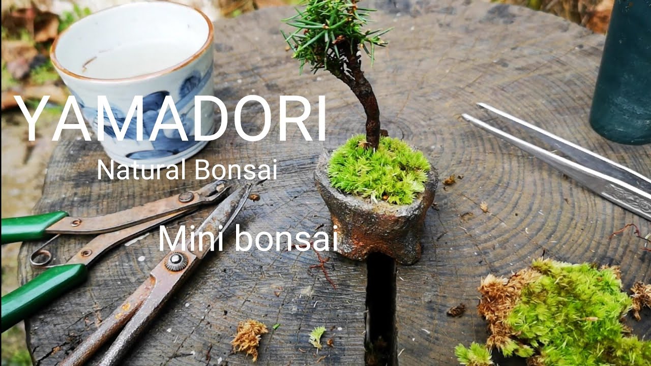 yamasibon＃16「山採り盆栽｣BONSAI