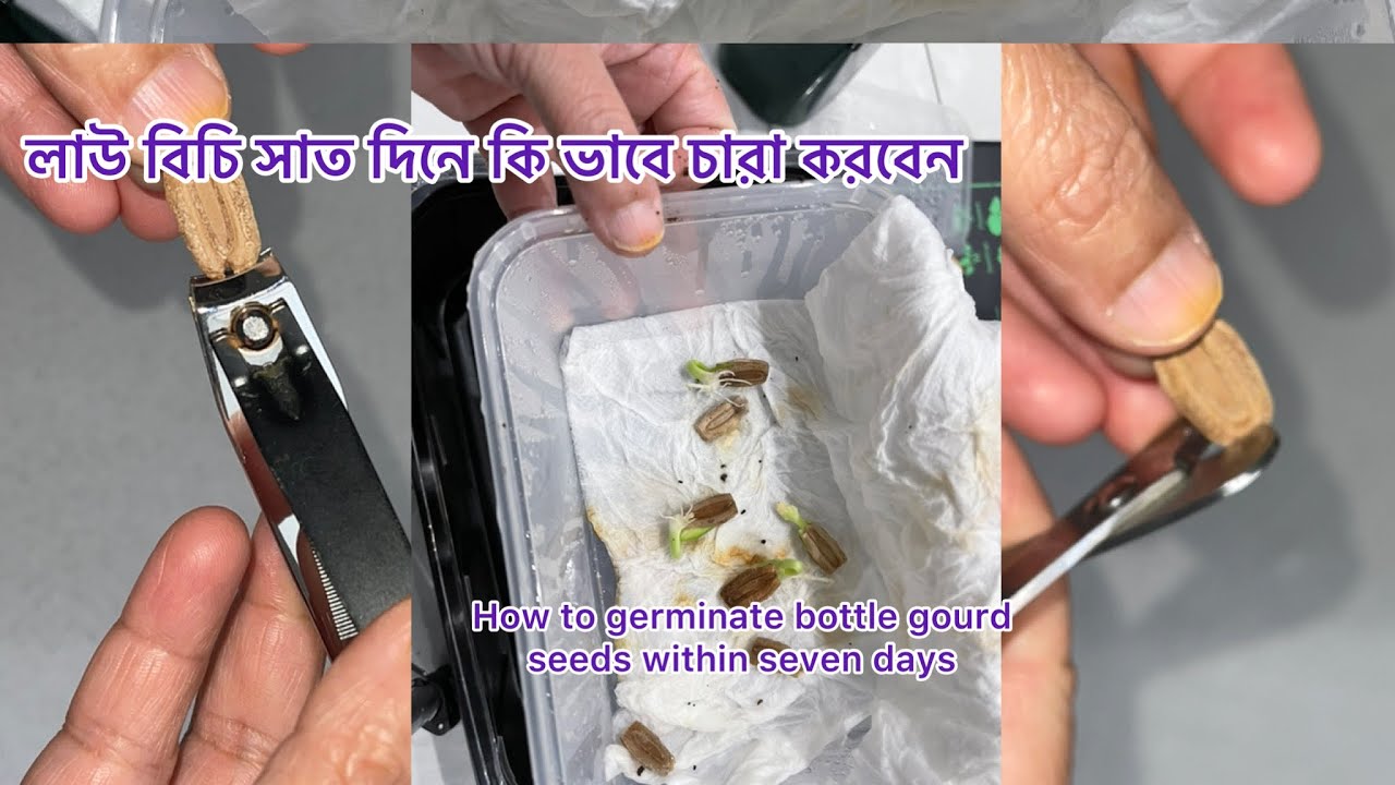 How to germinate bottle gourd seeds within 7 days