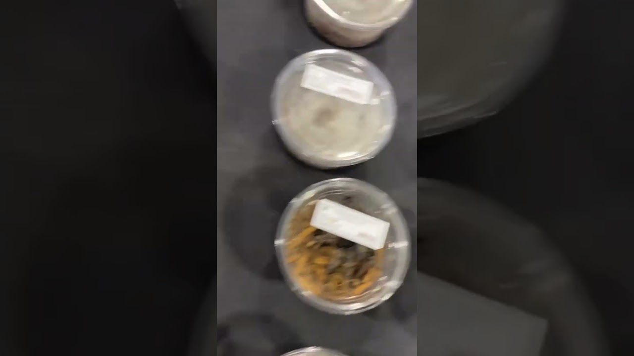 Atlanta repticon 2022 #tarantula #spiders #snakes