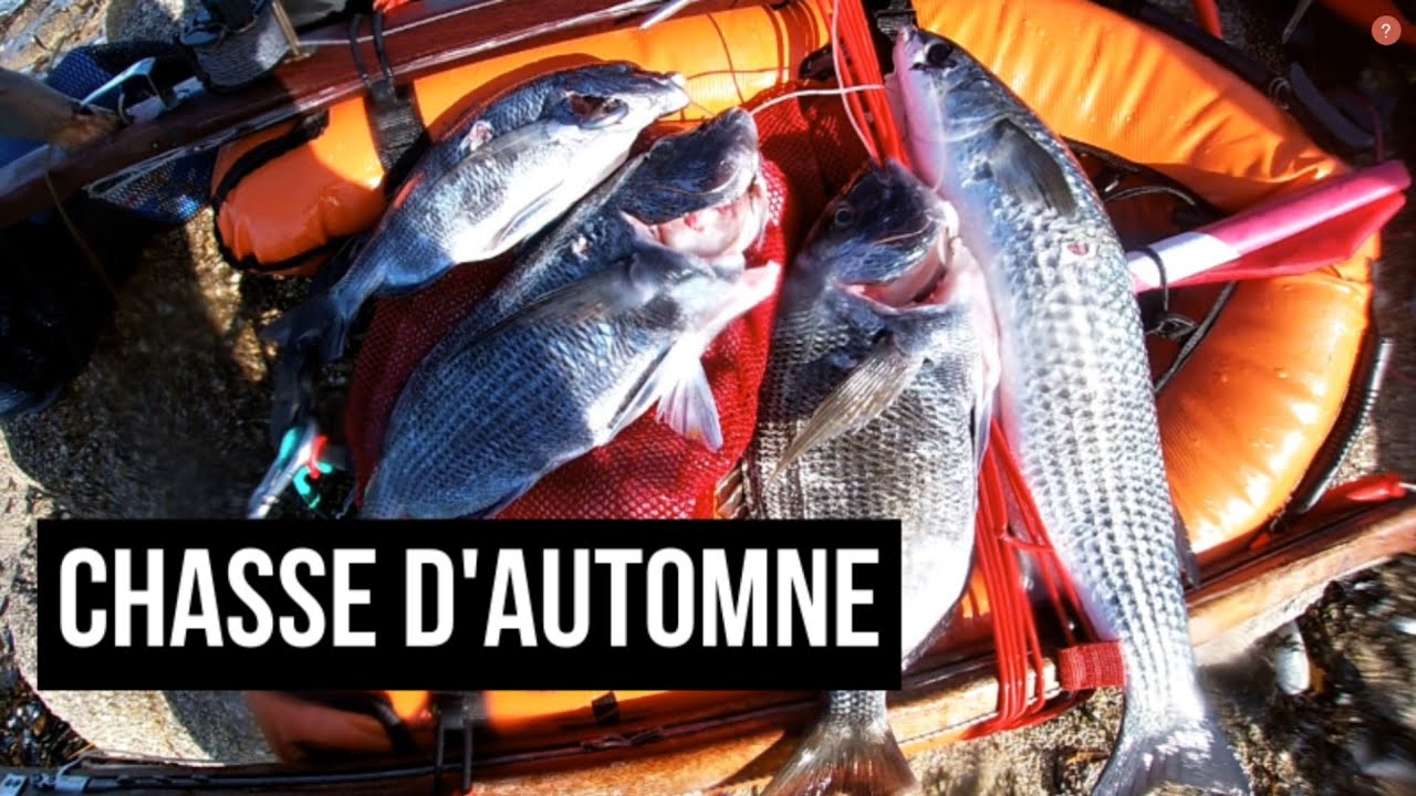 Chasse sous marine d'automne au sar ( Bretagne - Finist&egrave;re) #spearfishing #fishing #fish