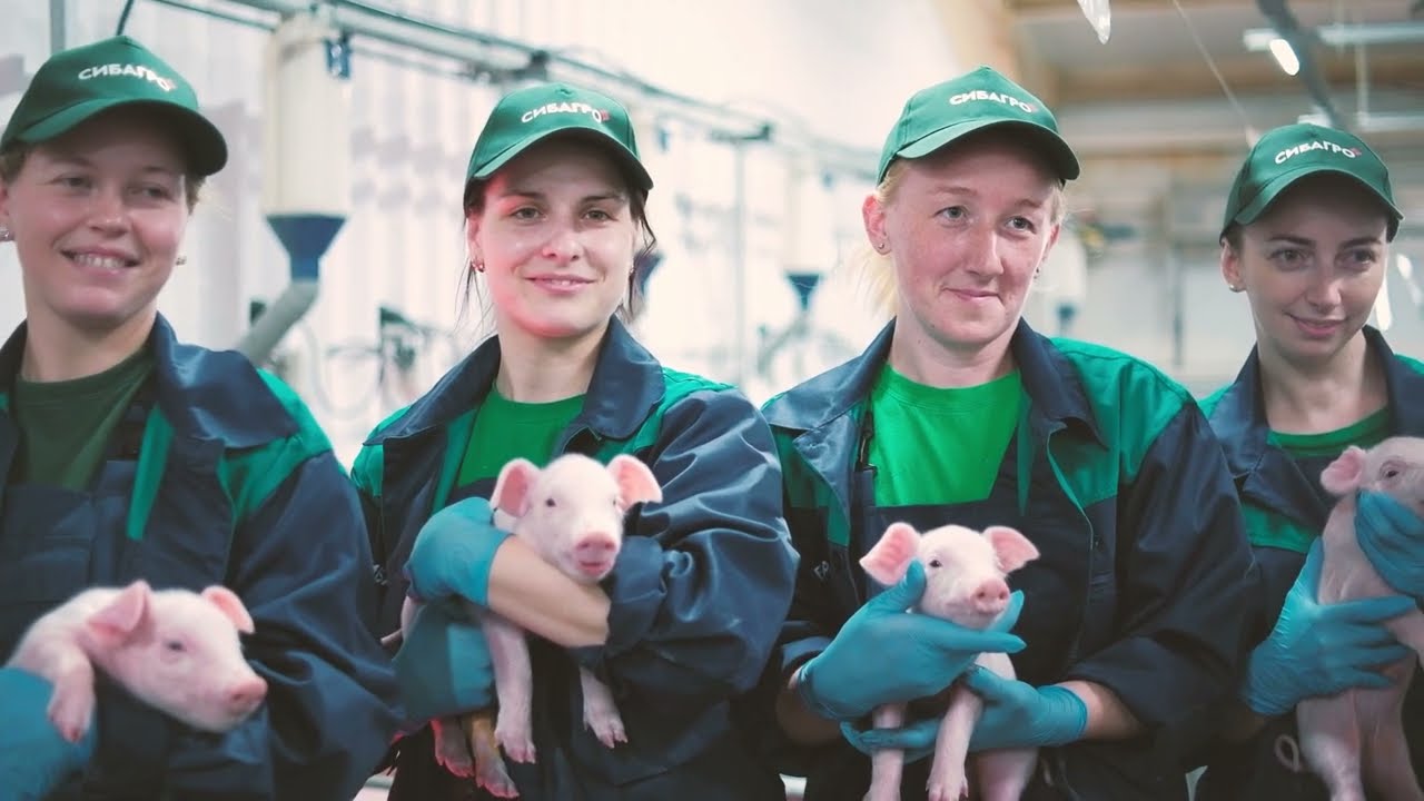 Свинокомплексу «Тюменский» Сиб Агро 5 лет!