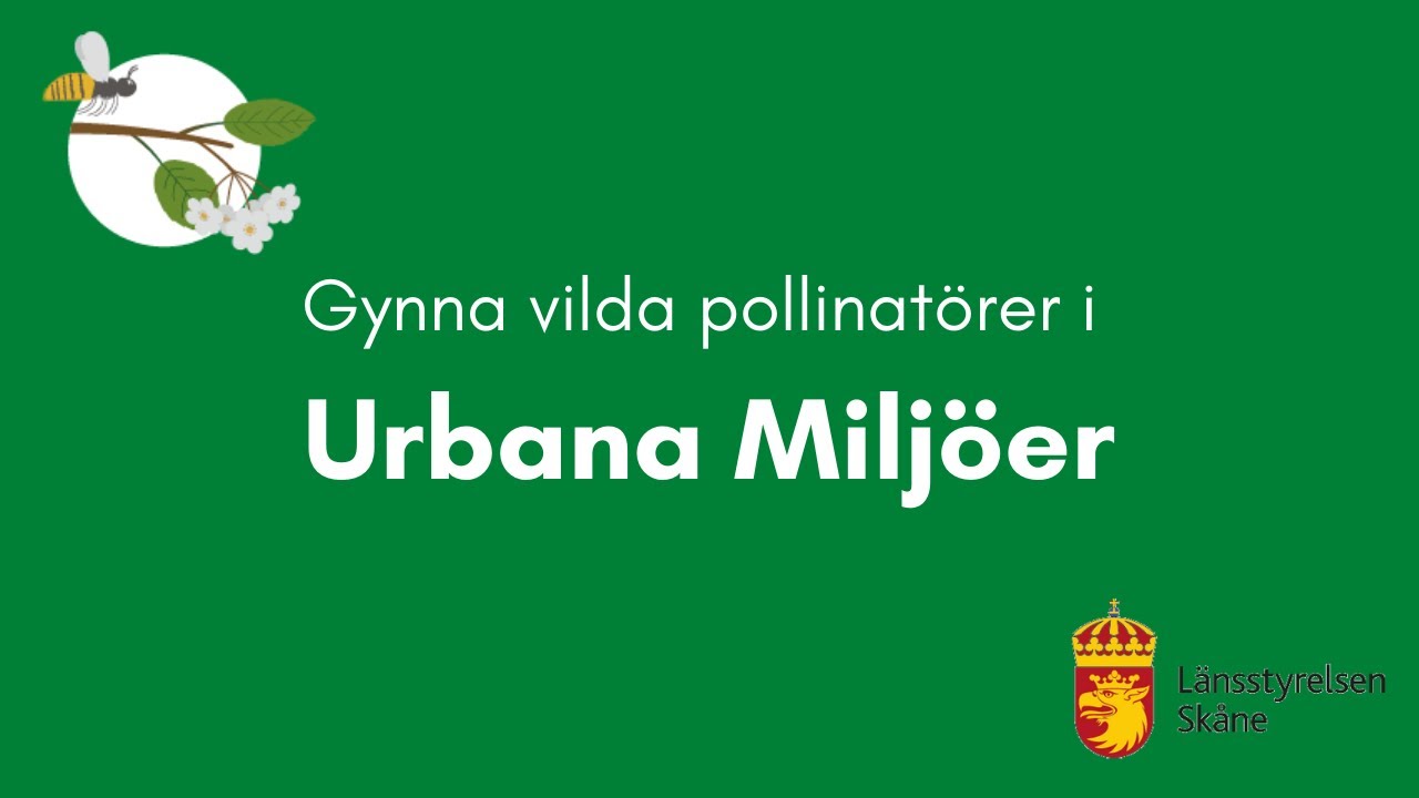 Gynna vilda pollinat&ouml;rer i urbana milj&ouml;er