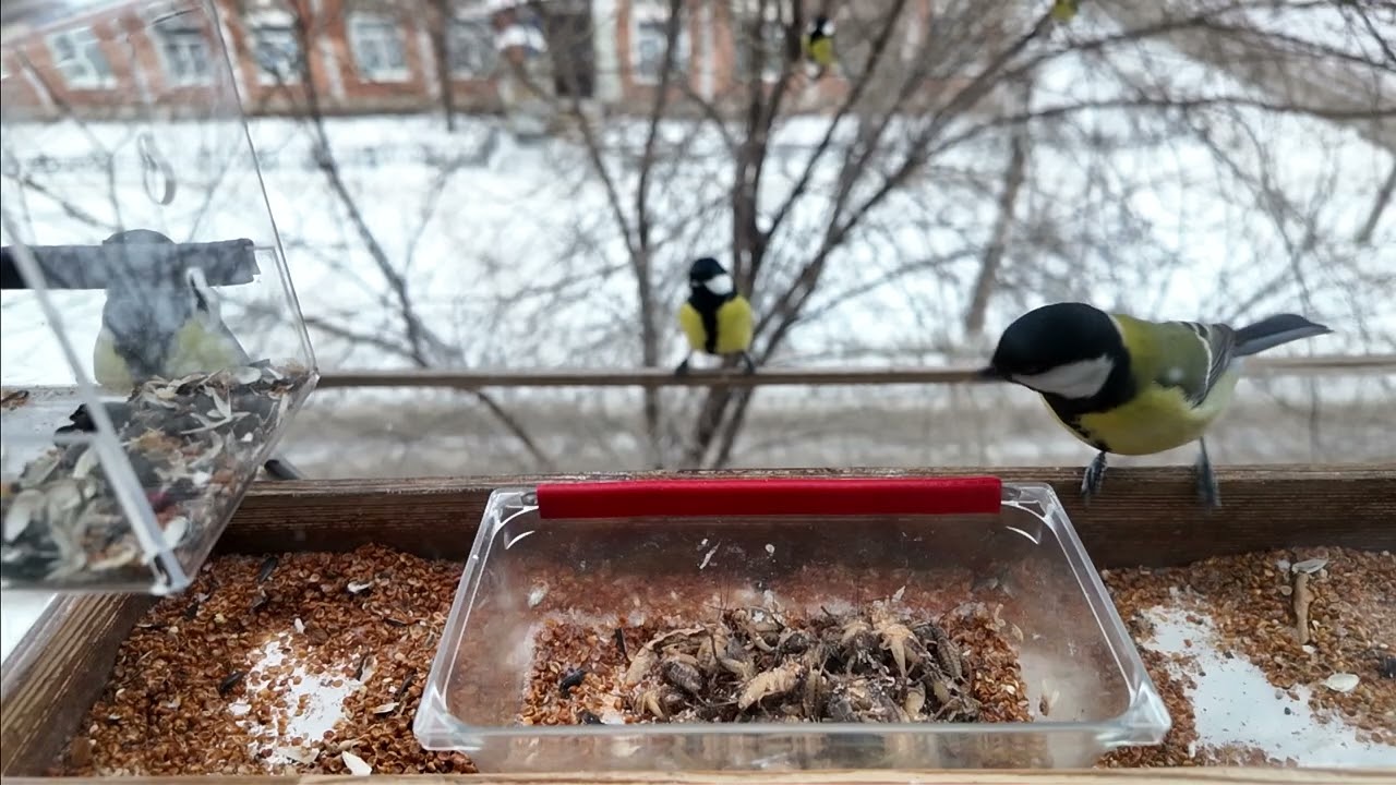 Синицы вокруг кузнечиков         #slowmotion