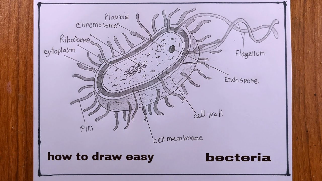 how to draw a bacteria easy/bacteria drawing