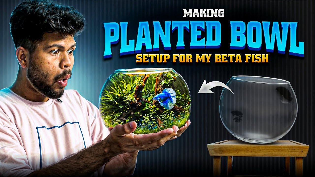 Making Planted Bowl Setup for My Beta Fish 😱‼️ | Mr_Haseebs_World |