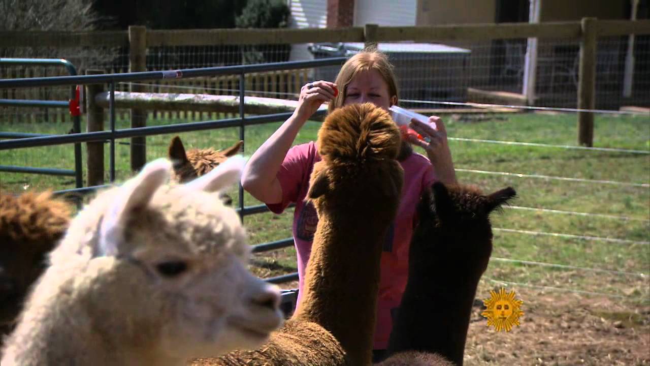CBS Sunday Morning - Alpacas for fun and profit