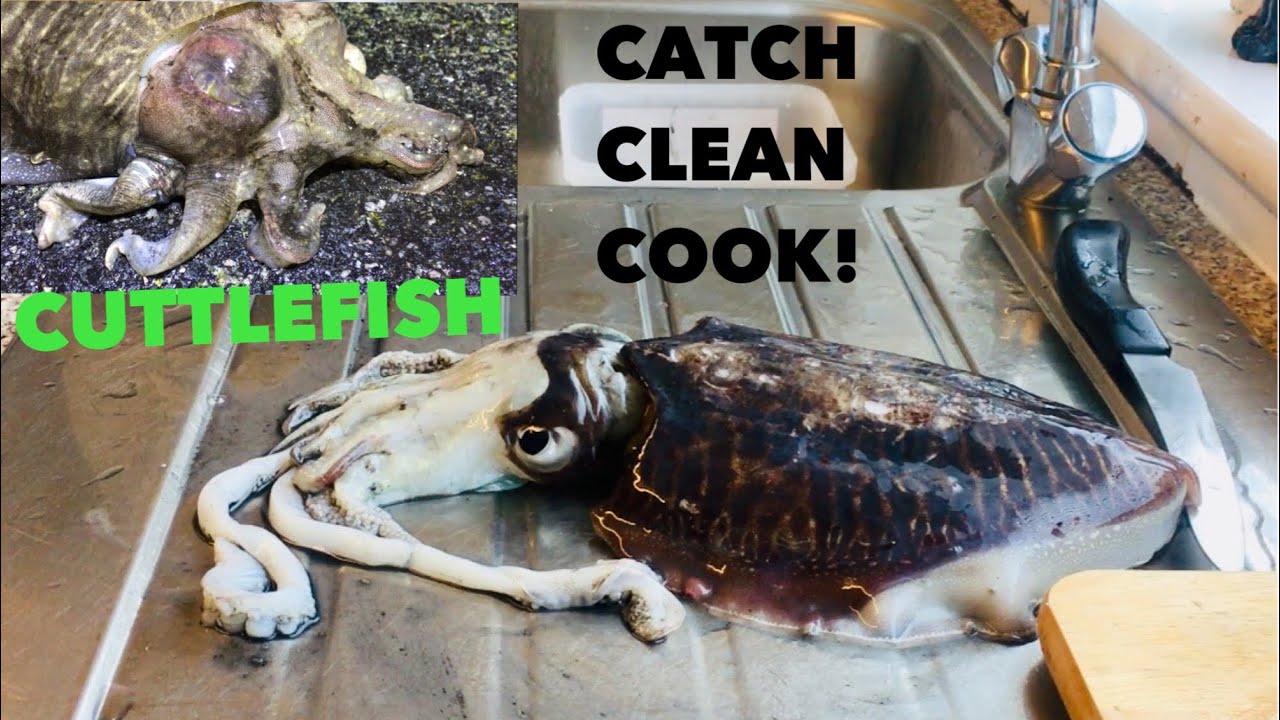 CUTTLEFISH, Catch ,Clean , Cook , Fishing For Squid And Cuttlefish!