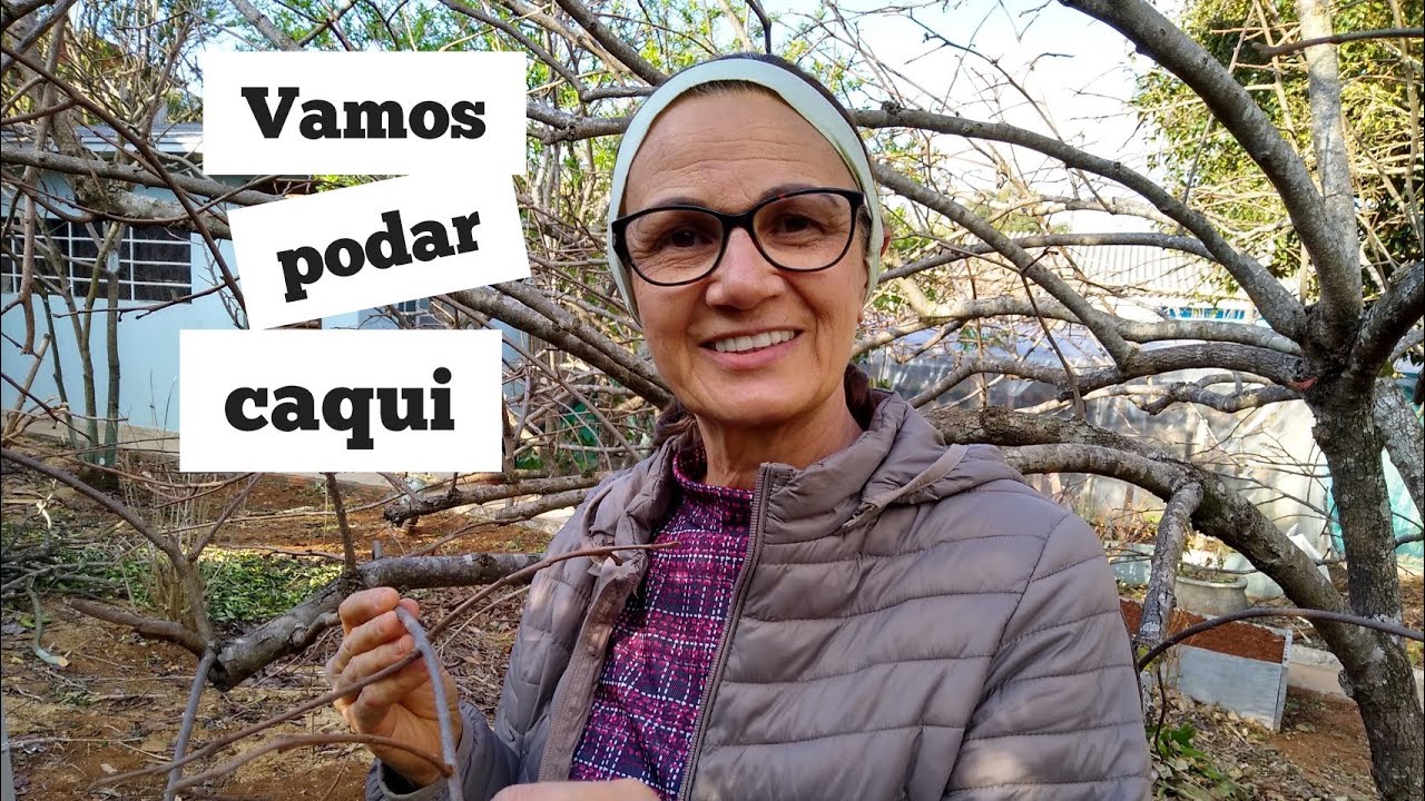 Como podar caquizeiro - poda do caqui