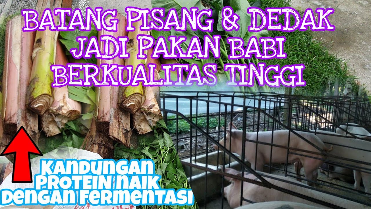 Pakan Fermentasi Untuk BABI -  Peternakan Babi di Bali