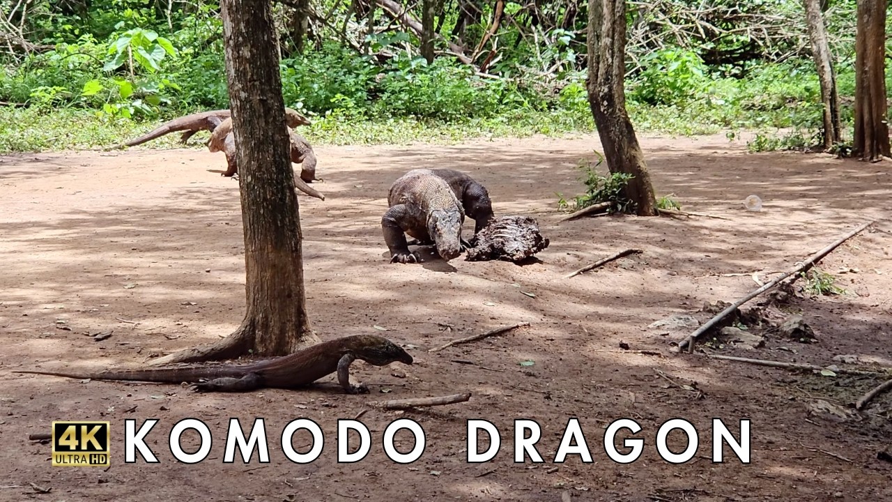 Komodo Dragon in the Wild | World's Largest Lizard on Komodo Island