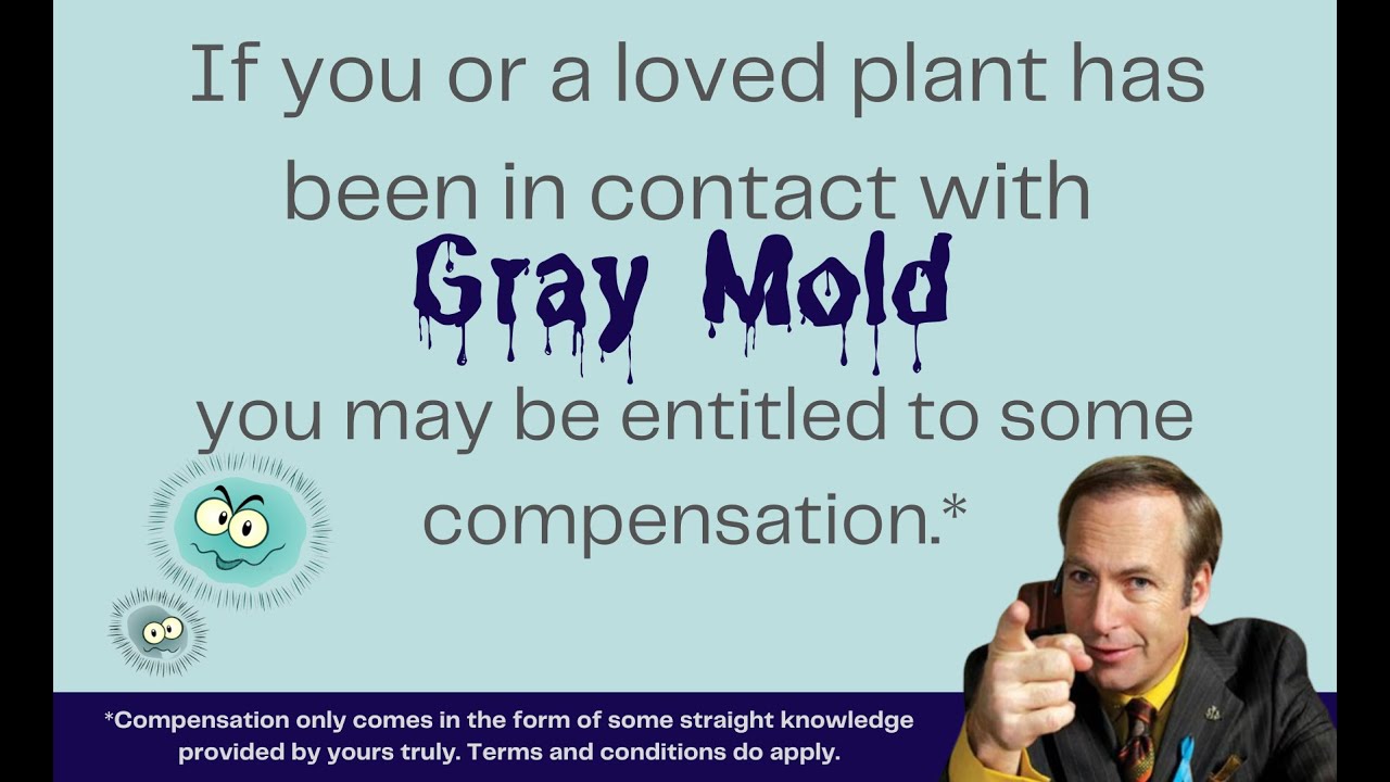 PLB 112: Gray Mold