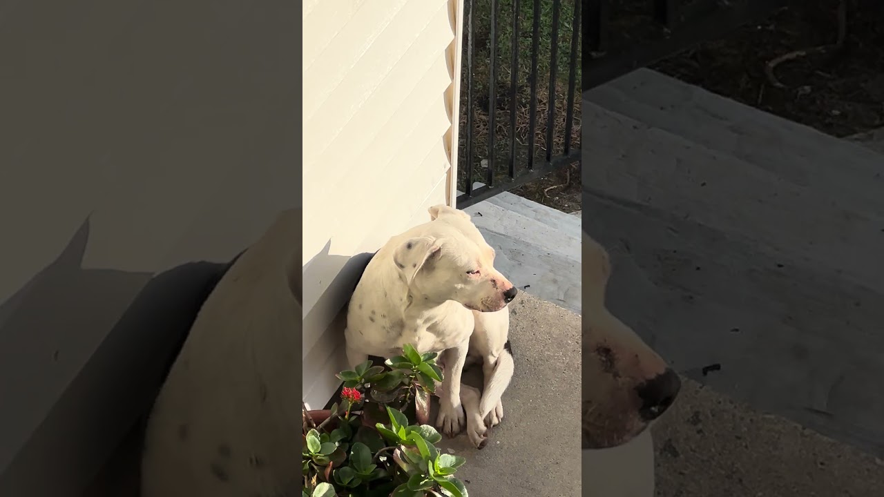 Her boyfriend, the black pit beat her up