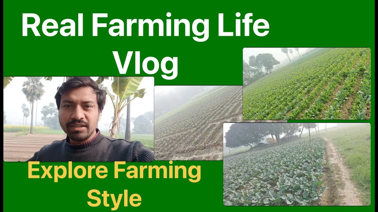 Real Farming Life Vlog | Cauliflower Farming | Broccoli | Coriander Leaf Farming #bihar #farming