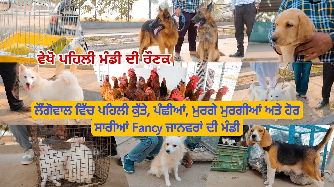 ਵੇਖੋ ਲੌਂਗੋਵਾਲ ਮੰਡੀ ਦੇ ਕੁੱਤੇ, ਮੁਰਗੇ ਮੁਰਗੀਆਂ ਅਤੇ fancy ਜਾਨਵਰ - Longowal Dog Mandi @iltilanadhuri