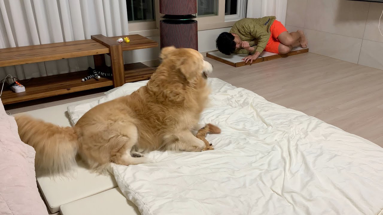 강아지한테 침대를 뺏기자 개주인이 보인 반응 ㅋㅋ [Eng Sub]