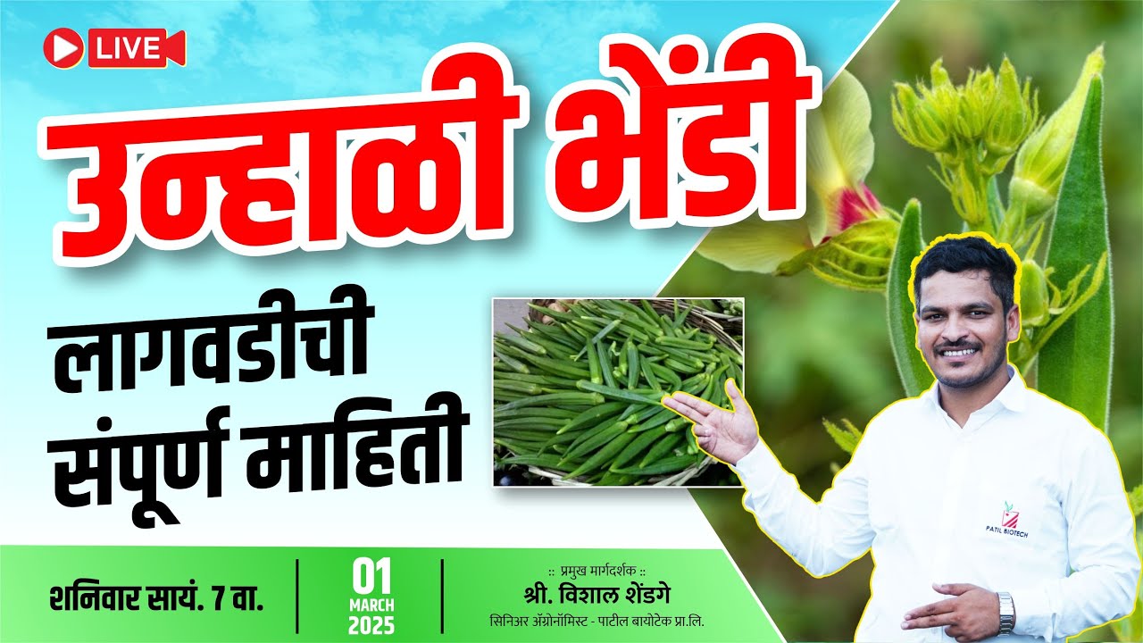 उन्हाळी भेंडी लागवडीची संपूर्ण माहिती unhali bhendi lagwadichi samapurn mahiti