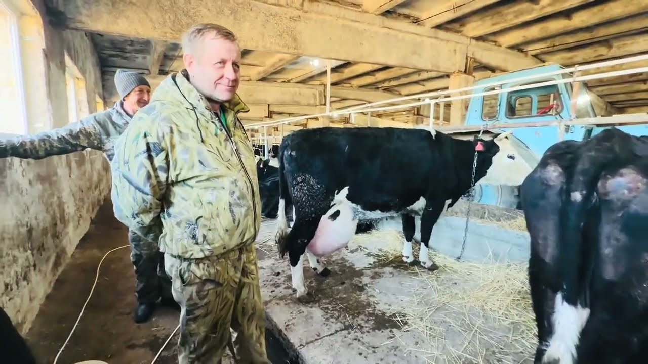 Вы ТАК ЖДАЛИ видео из колхоза! Таких огромных коров я никогда не видела♥️