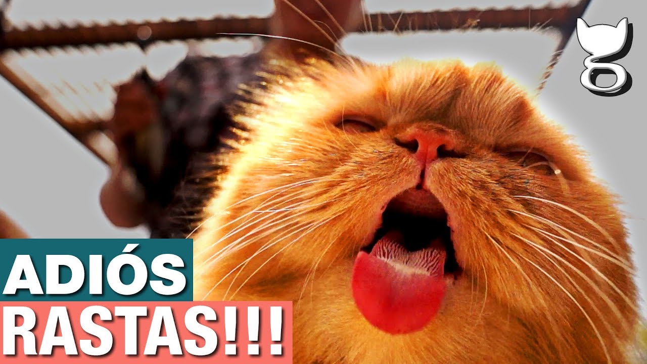 Rasuramos a nuestro GATO PERSA 🙀 CAT LOVERS MÉXICO
