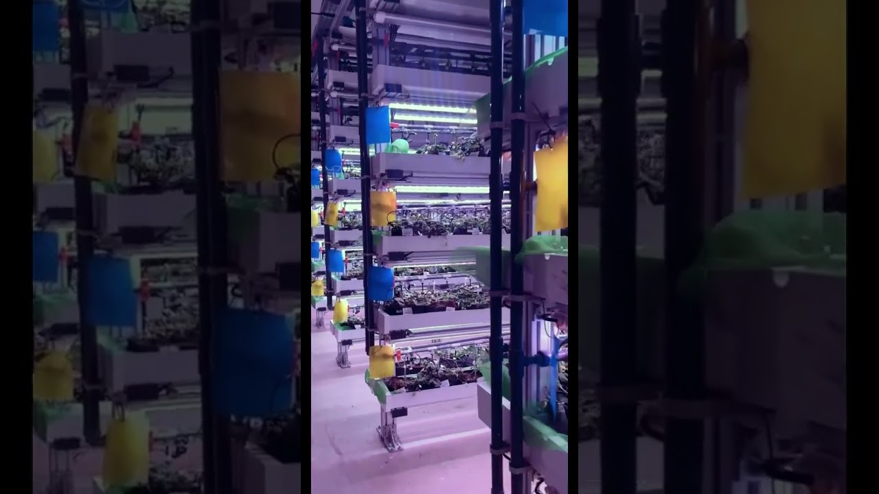 beautiful vertical farm #ledgrowlights #verticalfarming #planting